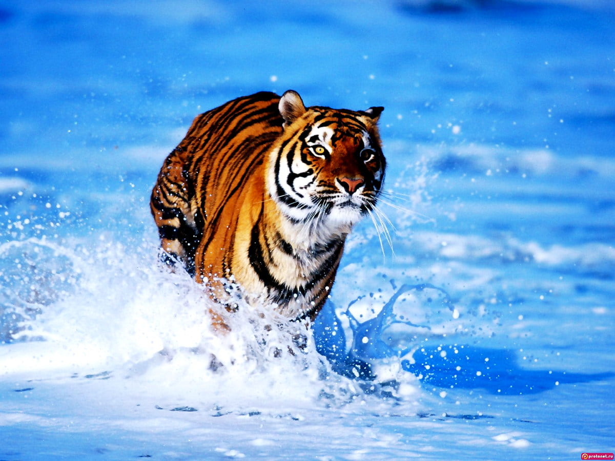 100+ Tiger wallpapers phone | Download Free backgrounds