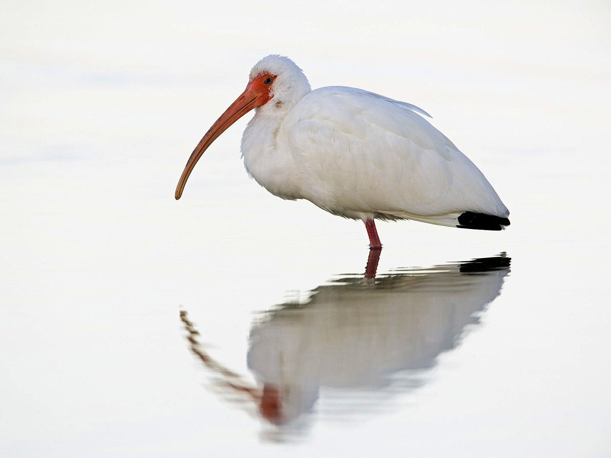 1600x1200 background — large white bird standing next to body of water