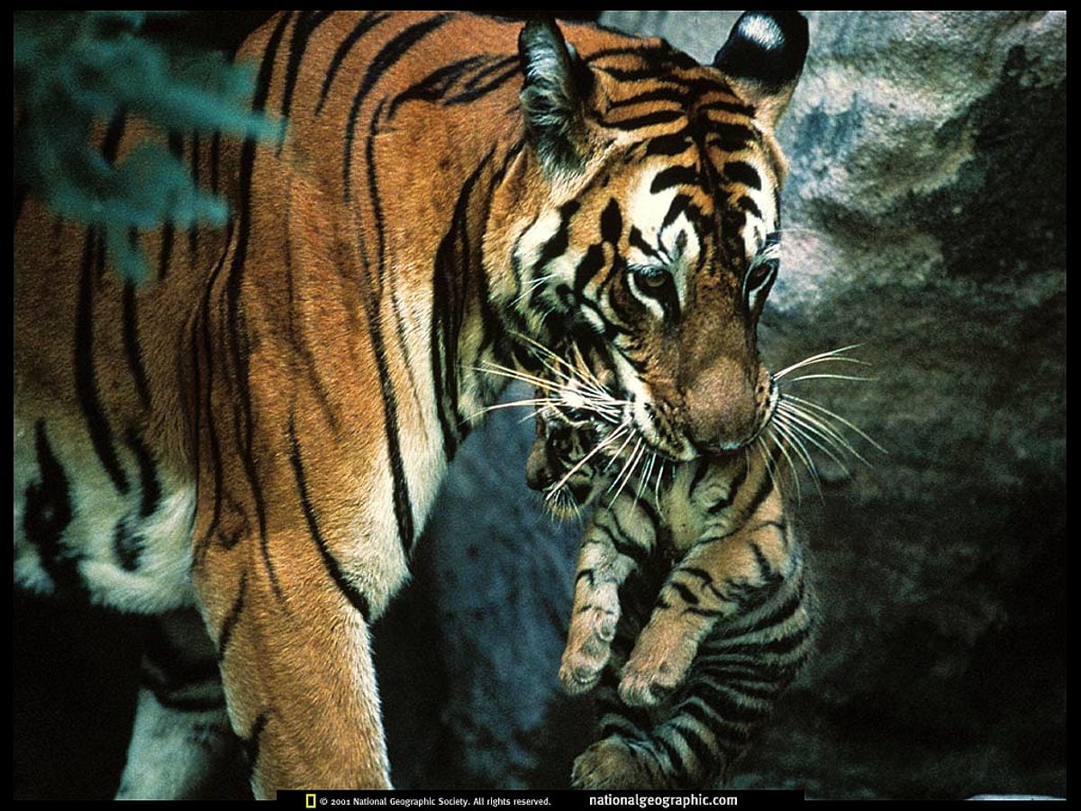 Tiger, wildlife, National Geographic, Nat Geo, bengal tiger / free wallpaper