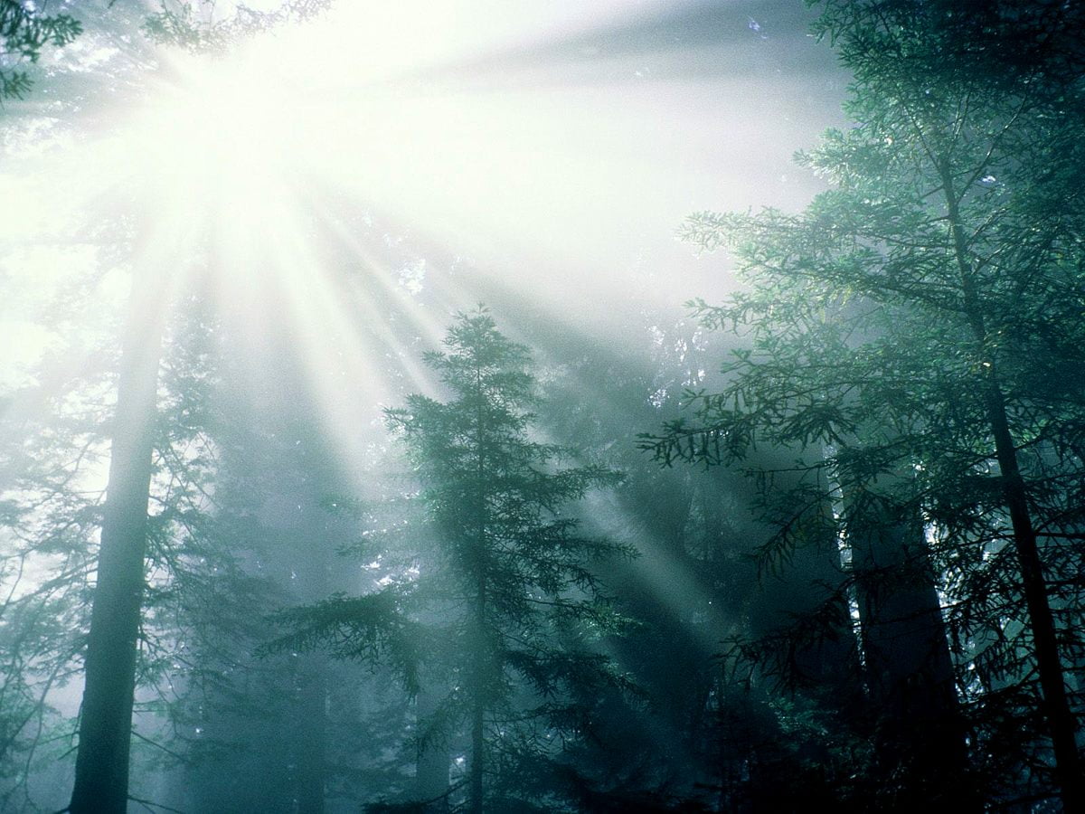 wallpaper : sunlight, snow, texture, explosion, dust,... Cool wallpaper Forest, Nature, Old-Growth Forest | FREE Best backgrounds