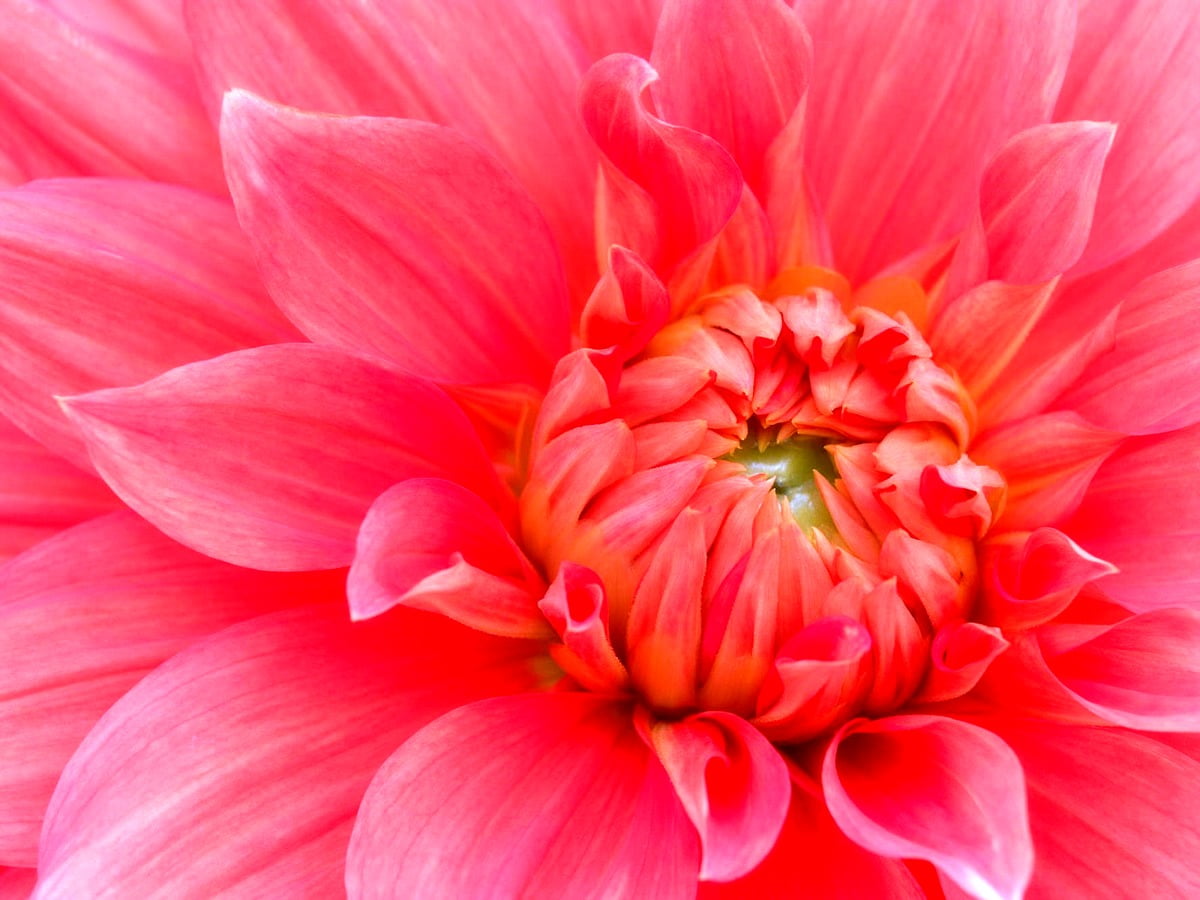 20+ Dahlia wallpapers HD | Download Free backgrounds