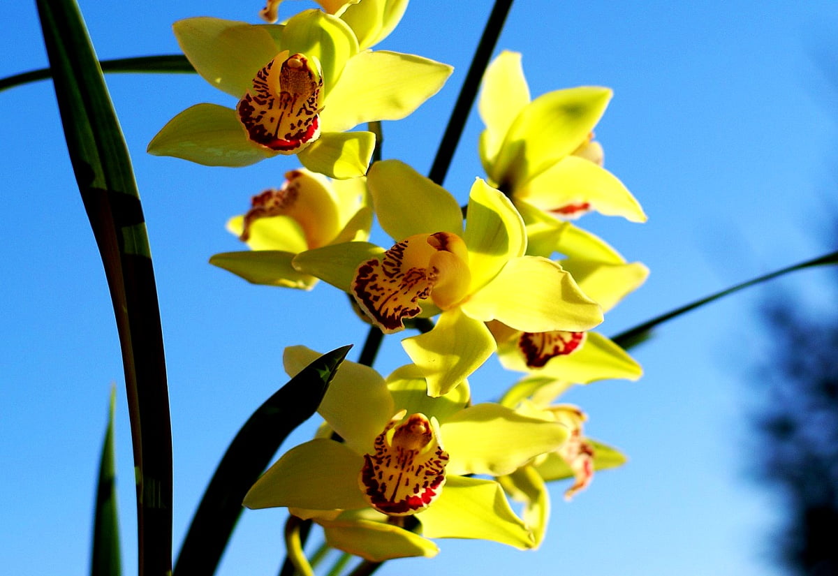 Background image : orchid, flowers, yellow, flora, blossom