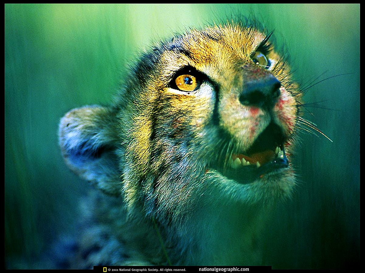 Nat Geo, National Geographic, Vie sauvage, animaux, chat sauvage - photo pour fond d'écran 1024x768