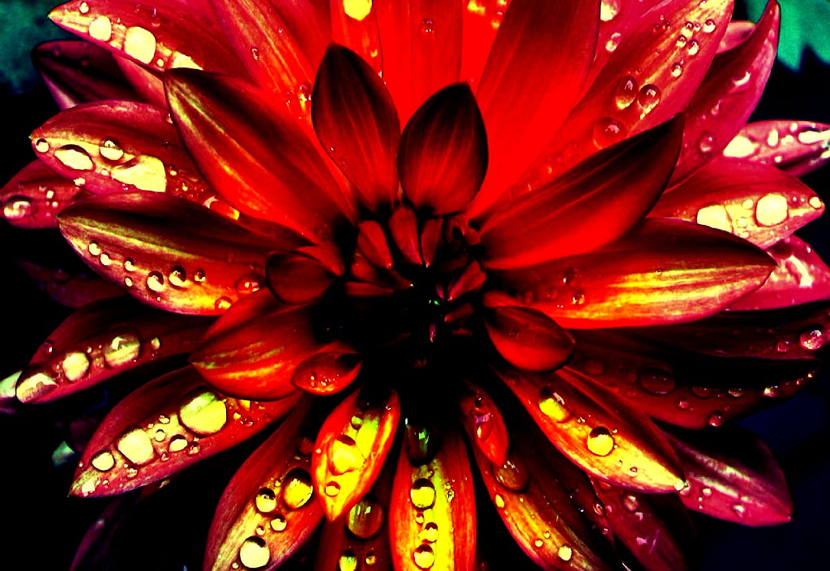 Fleurs fantastiques, fleurs, rouges, pétale, rose - image pour fond d'écran (1600x1100)