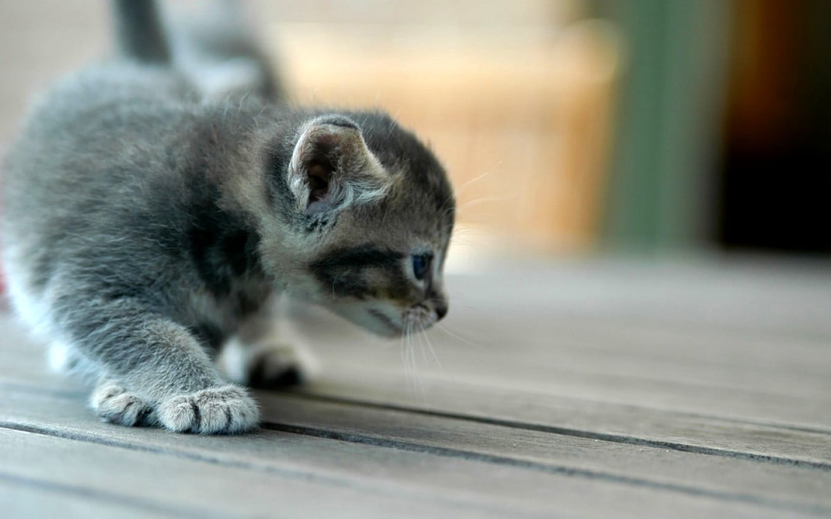 katter-kattunger-dyr-bakgrunn-gratis-beste-bilder-til-bakgrunn