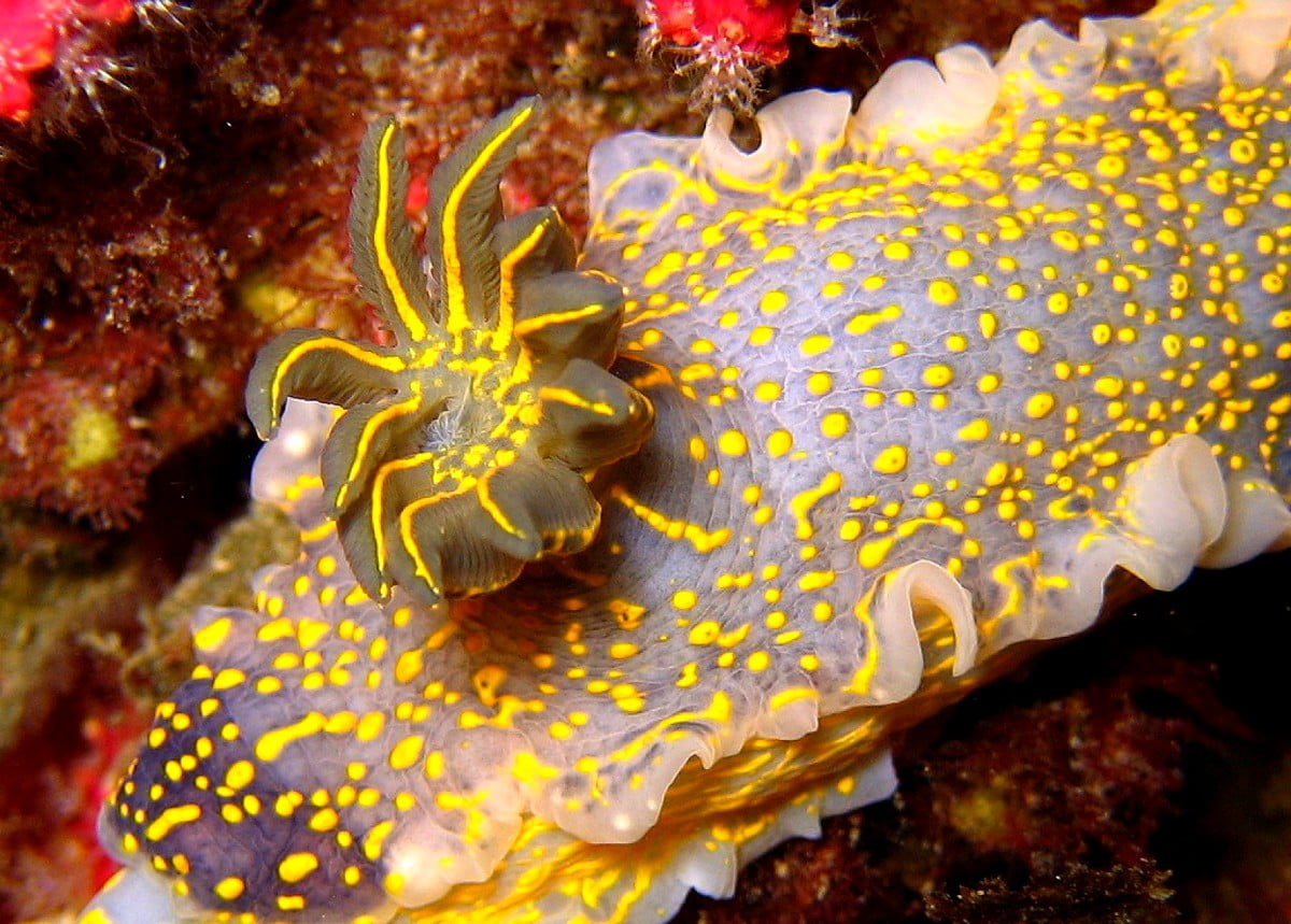 Sea cucumber wallpapers HD | Download Free backgrounds