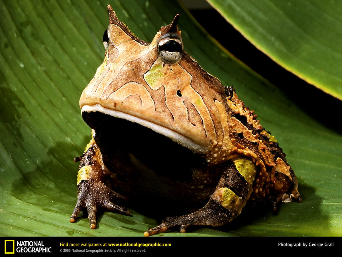Frog Stalk Insect Eleutherodactylus wallpapers HD 🔥 Download Free backgrounds