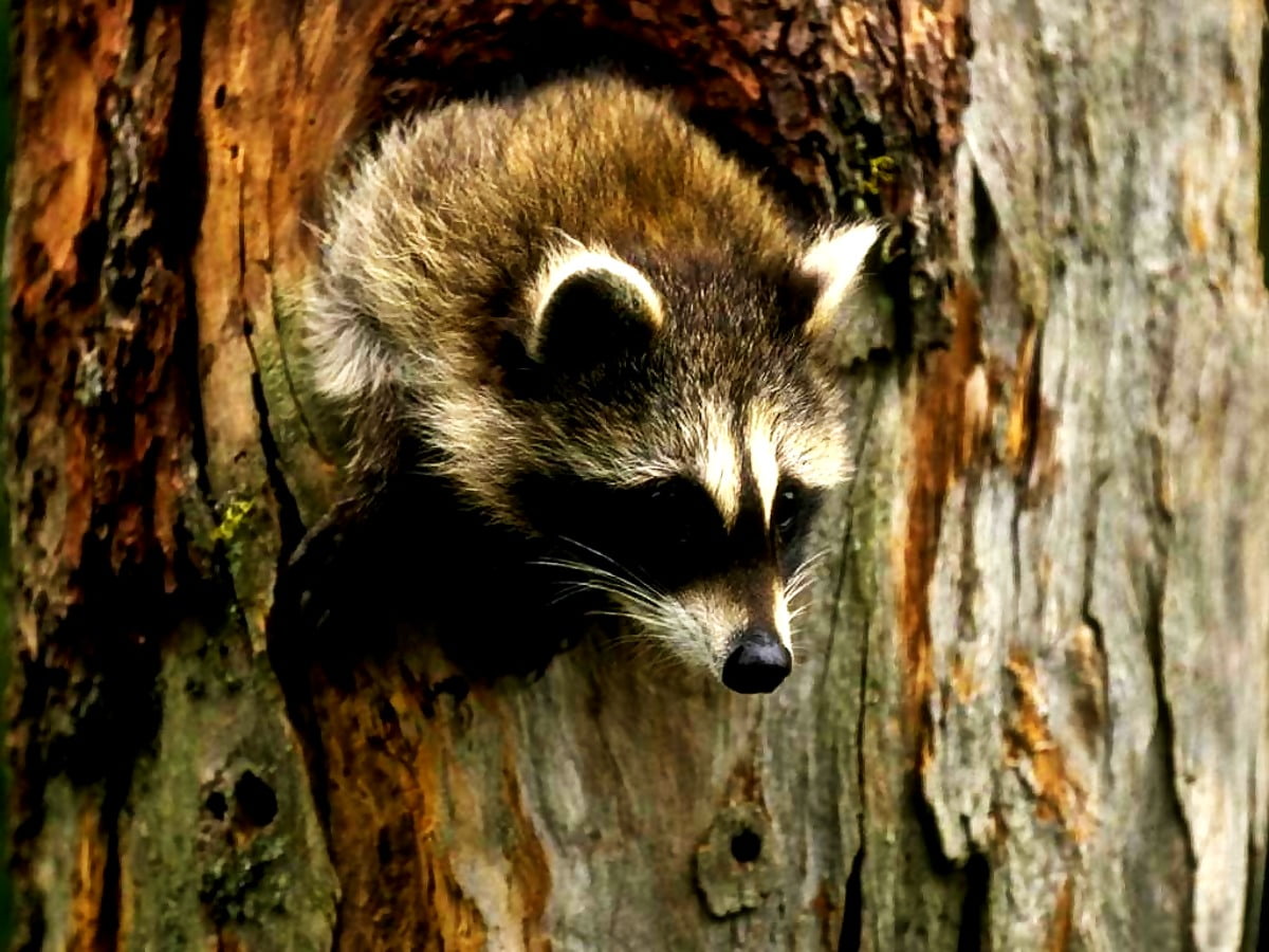 Raccoon standing on tree : background image