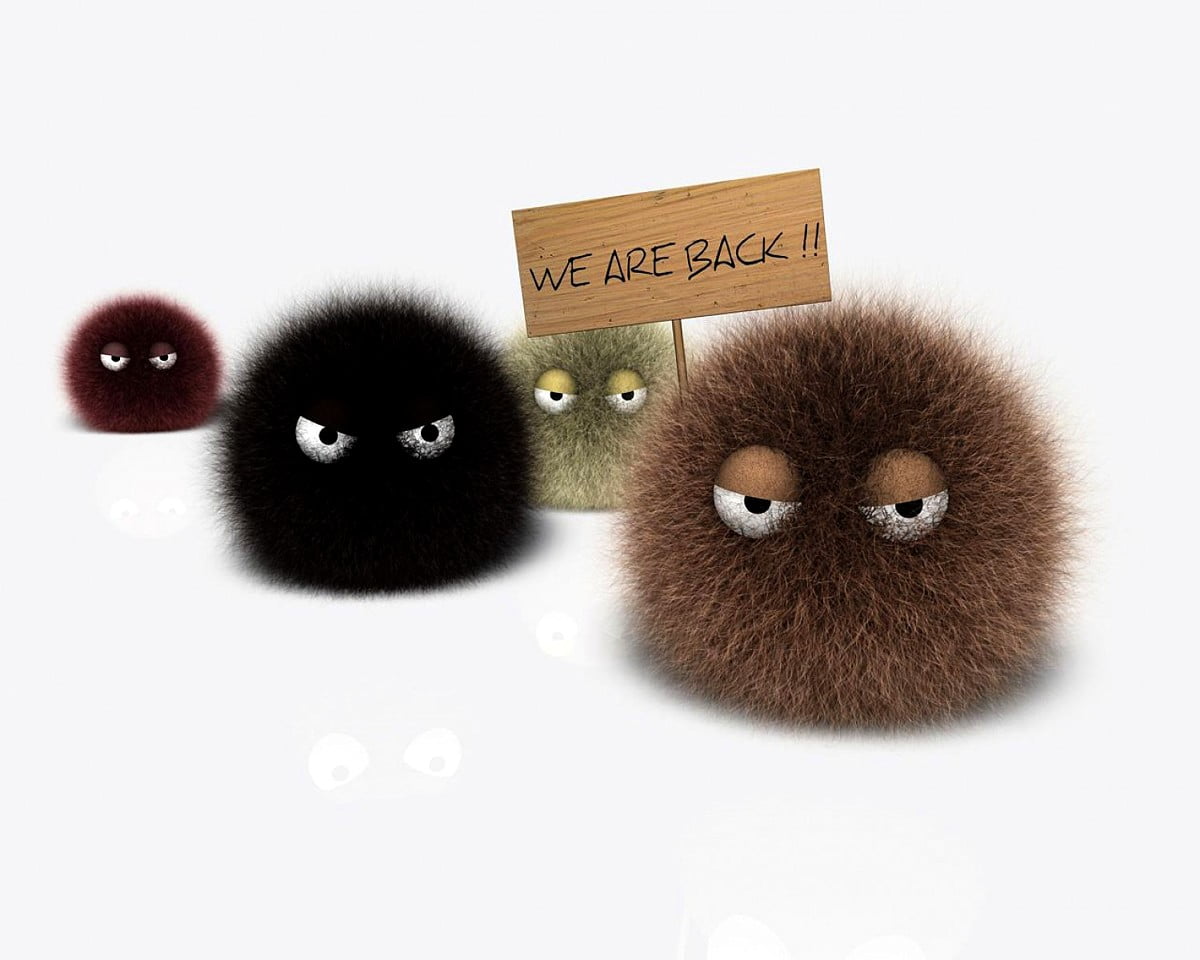 Funny Cats Fur Wallpaper Download Free Wallpapers