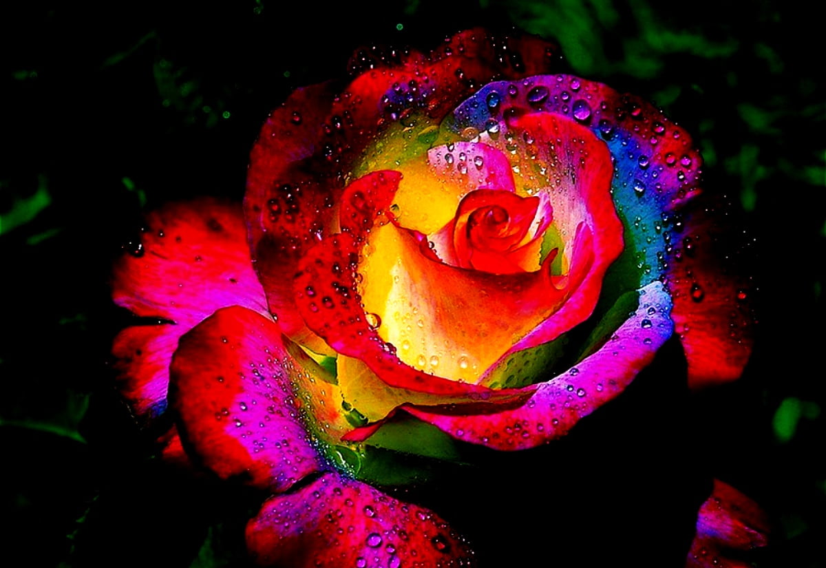 Flowers, petal, rose, garden roses, fantastic flowers : HD wallpaper 1600x1100