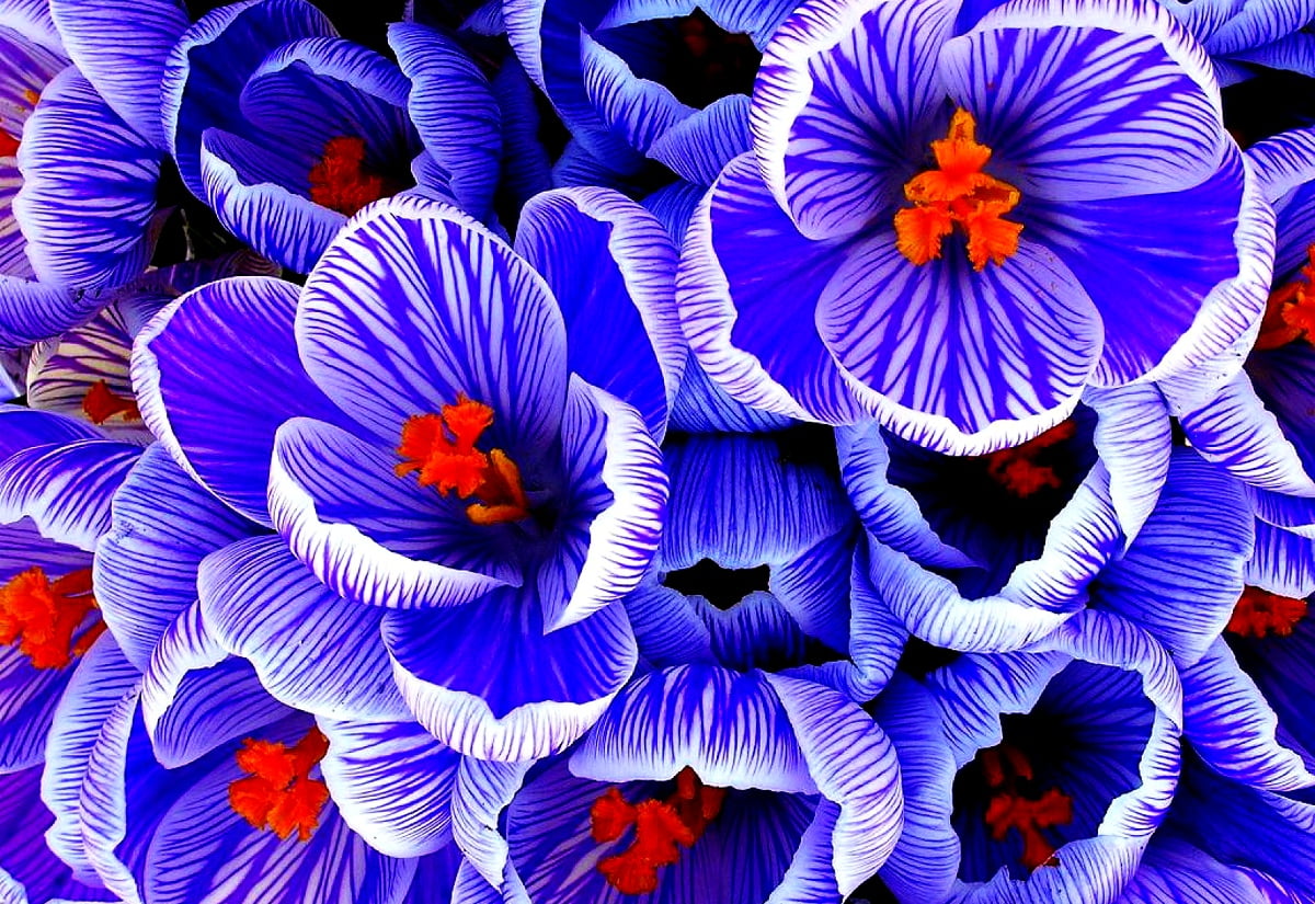 Fleurs colorées — HD fond d'écran 1600x1100