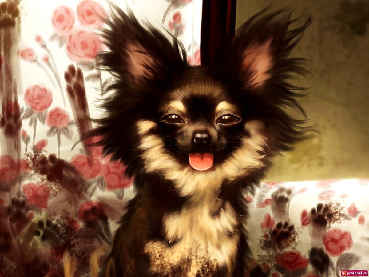 baggrund-hunde-chihuahua-hvalpe-gratis-baggrund