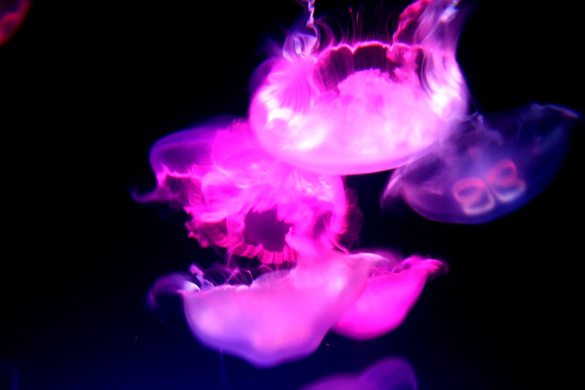 Free backgrounds HD - jellyfish, violet, purple, pink, animals (1600x1067)