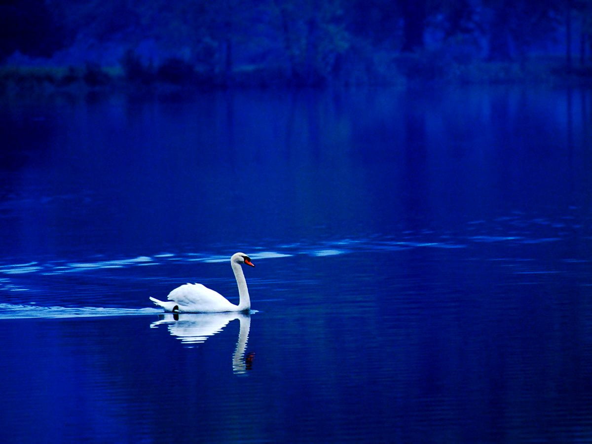 Free backgrounds HD - swan swimming in lake (1600x1200)