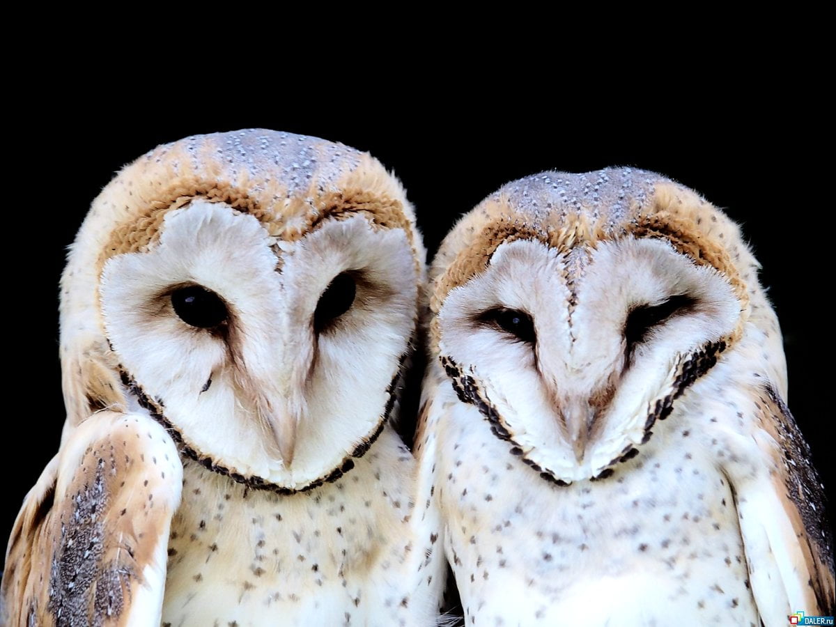 Barn owl wallpapers HD | Download Free backgrounds