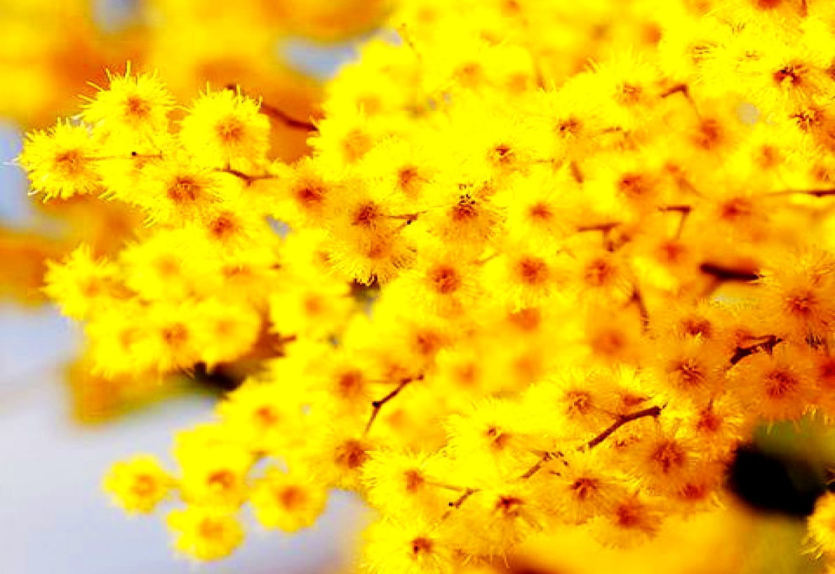 Fleurs, printemps, papiers peints jaunes, mimosa, flore / HD photo pour fond d'écran