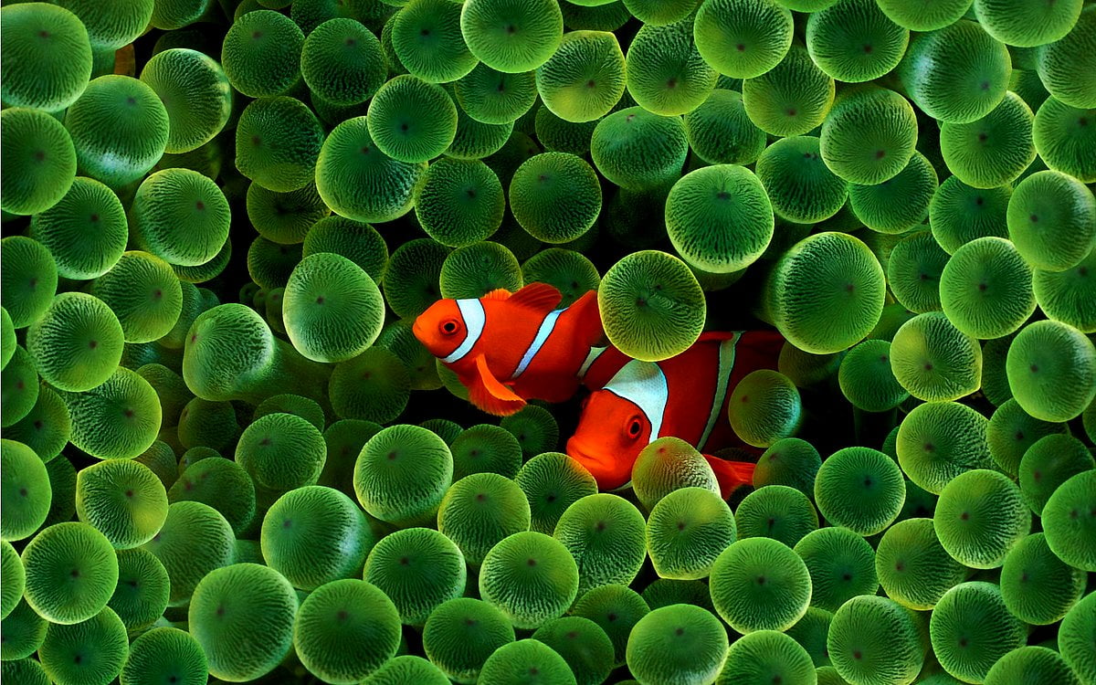 610+ Fish wallpapers HD | Download Free backgrounds