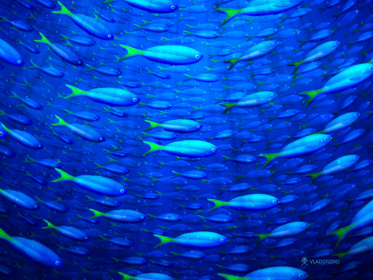 Blue, water, aqua, aquarium, fish / background 1600x1200