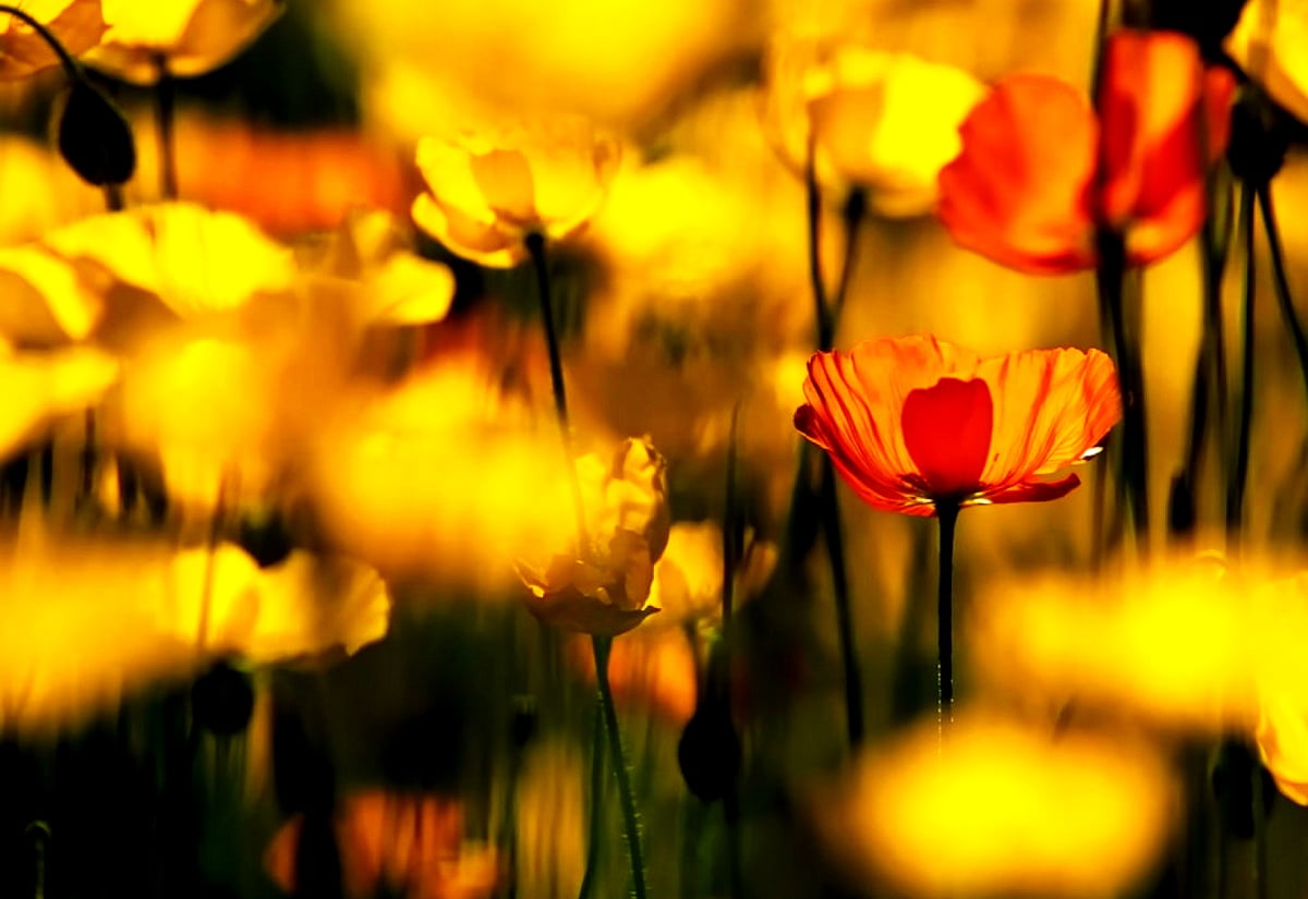 Gratuit image pour fond d'écran HD : fleurs, coquelicot, nature, papiers peints jaunes, pétale