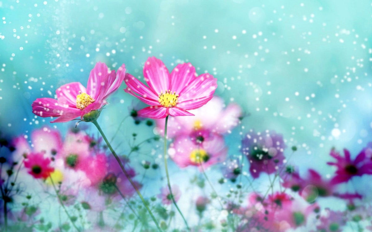 Gratuit image pour fond d'écran HD : fleurs, tendresse, nature, rose, pétale