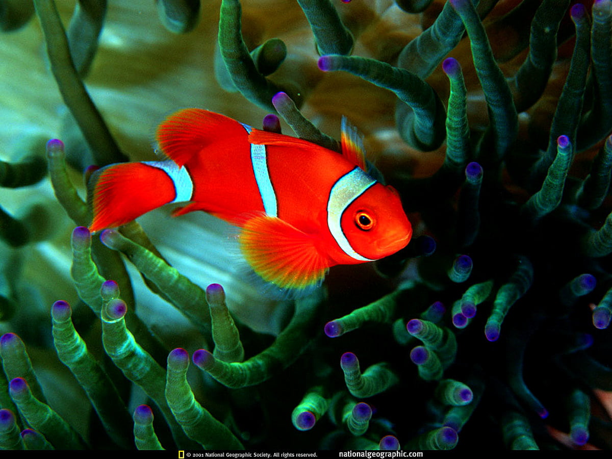 Background Ocean Life Fish Anemone Fish TOP Free Download Images