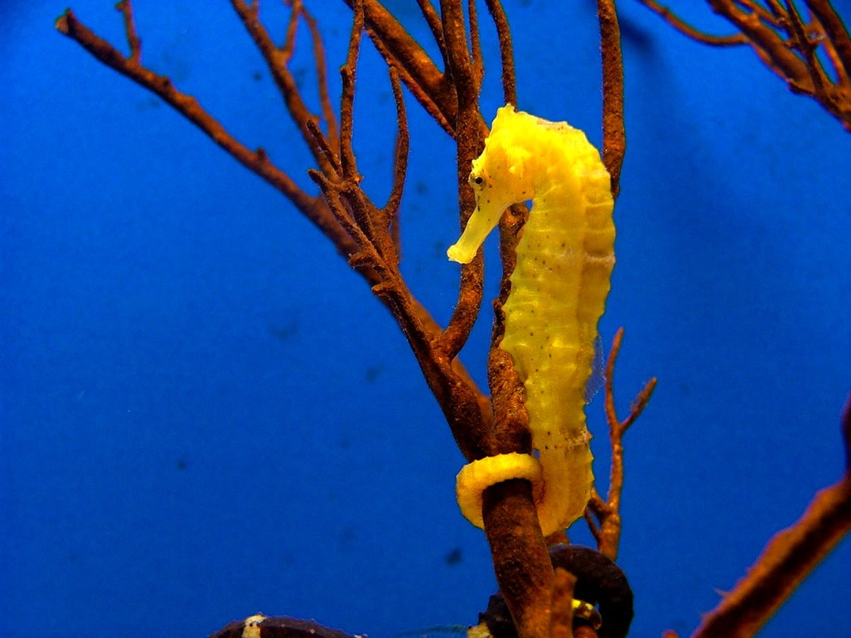 Seahorse Wallpaper APK for Android Download