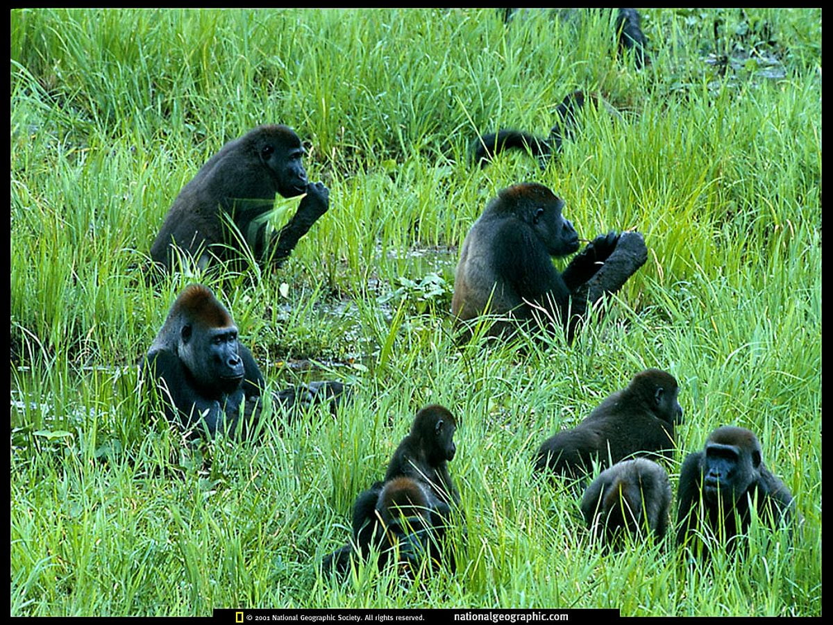 Primates Background 220+ 1080p Zoo wallpapers HD | Download Free backgrounds