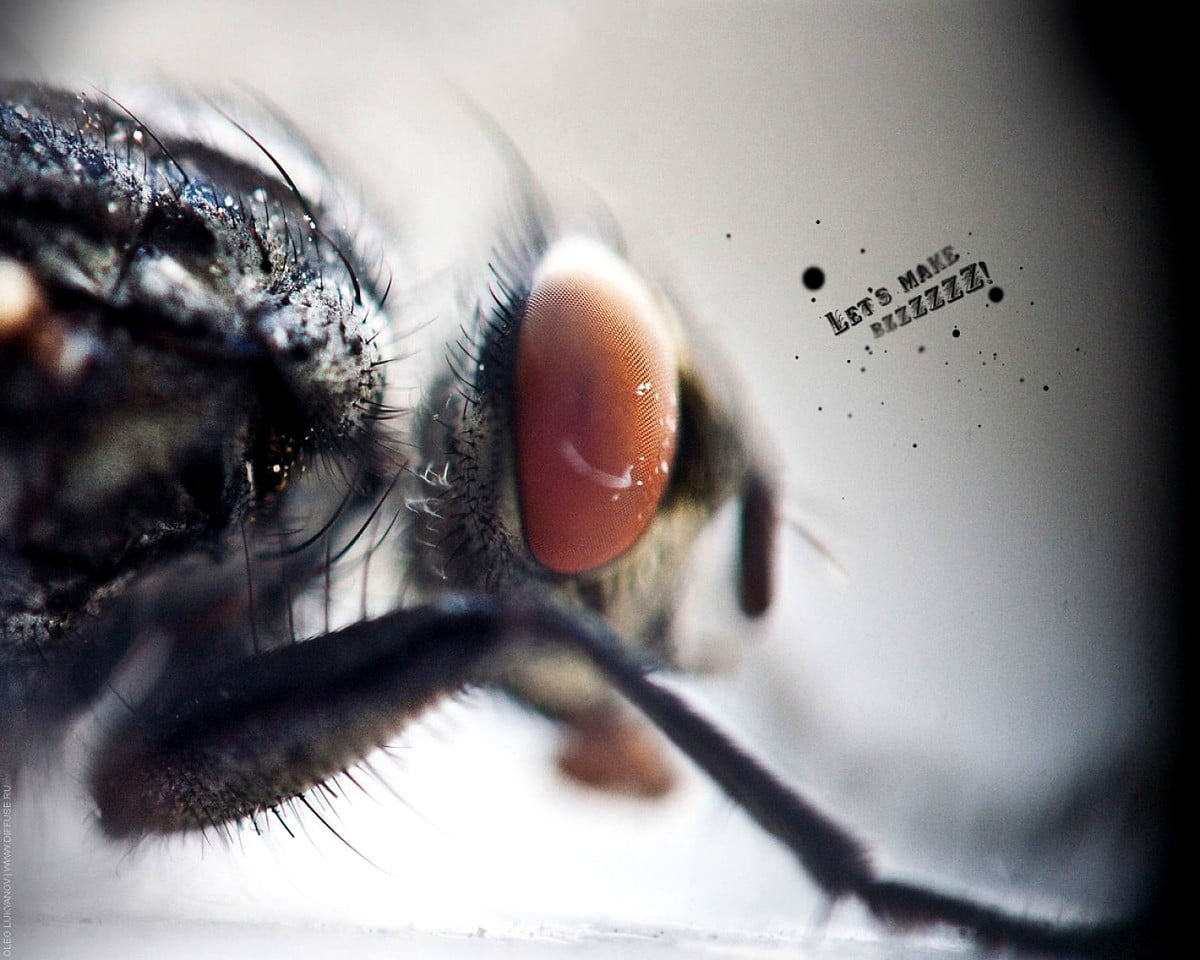 Insectes, Mouche domestique, yeux, animaux, macro — gratuit HD photo pour fond d'écran