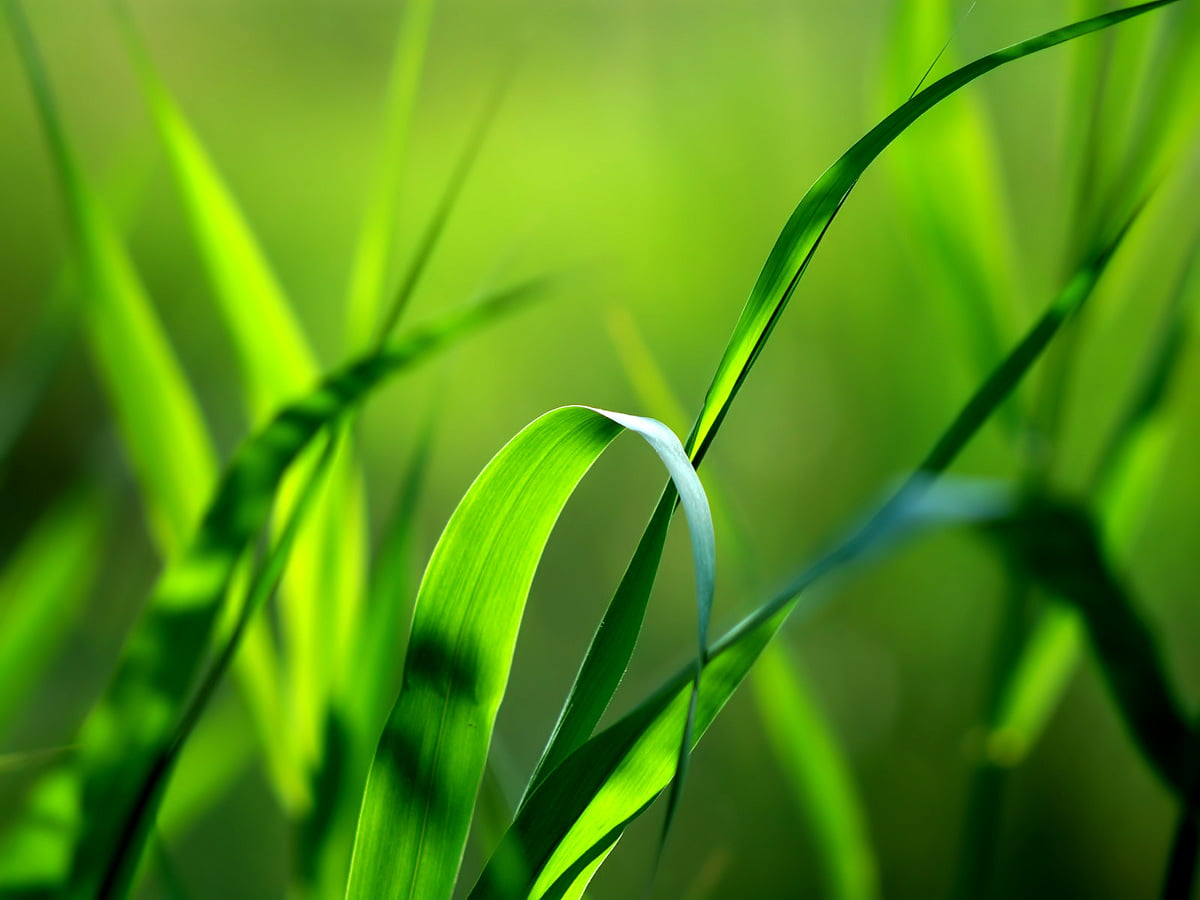 Windows Vista, Green, Nature background image | FREE Best images