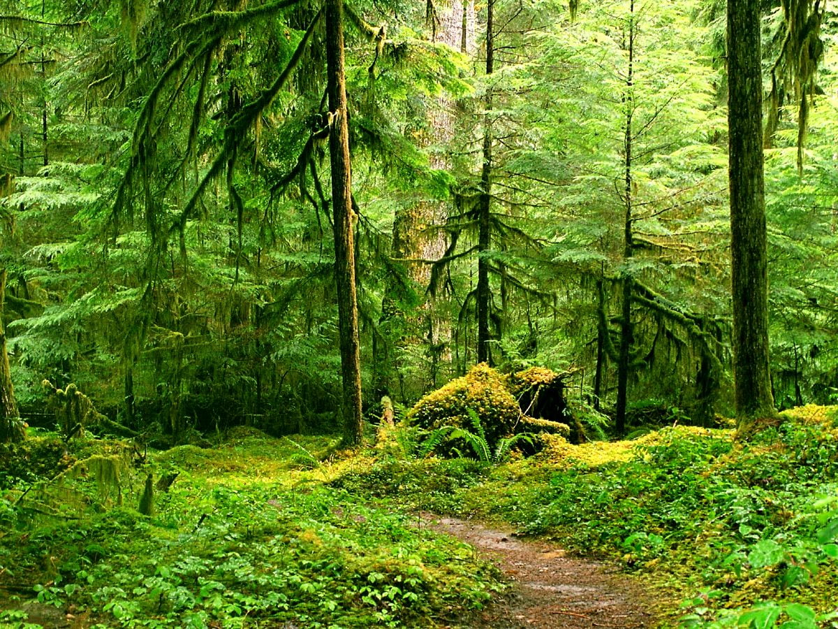 1600x1200 photos d'arrière-plan / forêt verte luxuriante