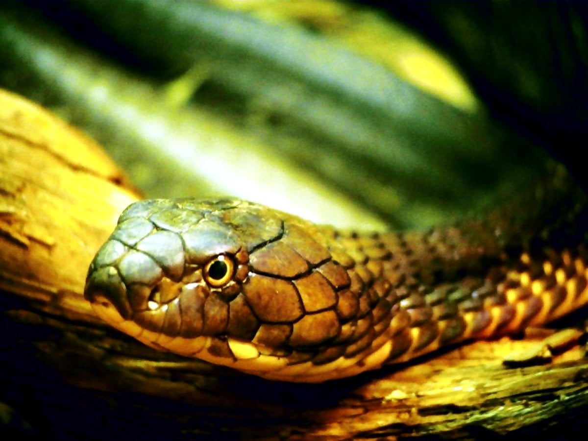 Serpent, reptile, animaux, tortue, Chrysopelea — gratuit image d'arrière-plan 1024x768