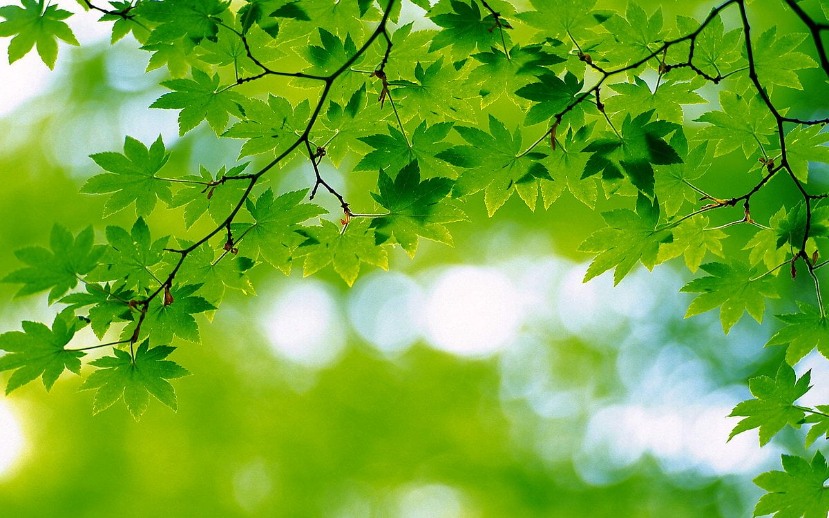 Verts, nature, érable, printemps — photo d'arrière-plan 2560x1600