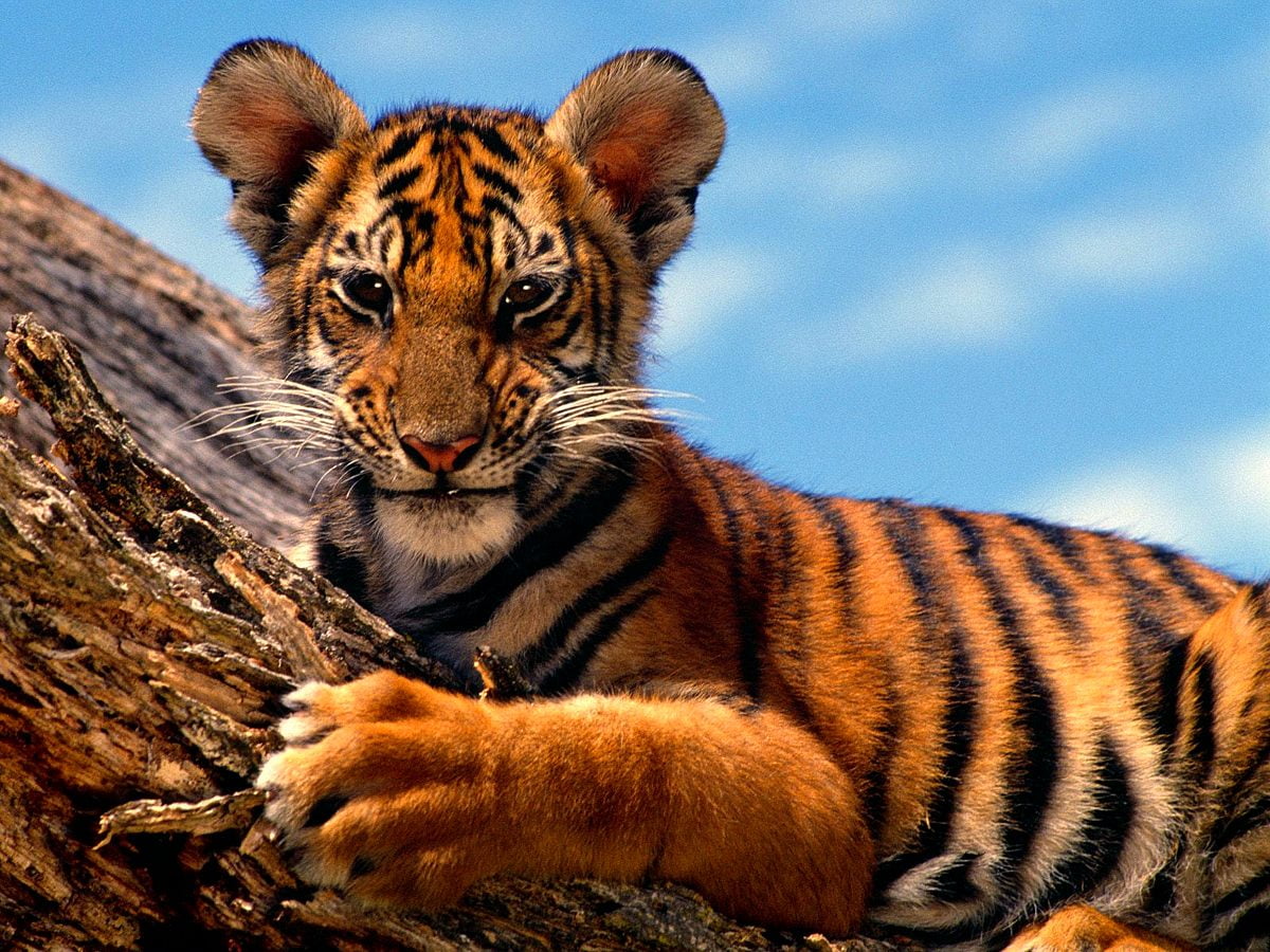 Chat sur tigre : image de fond 1600x1200