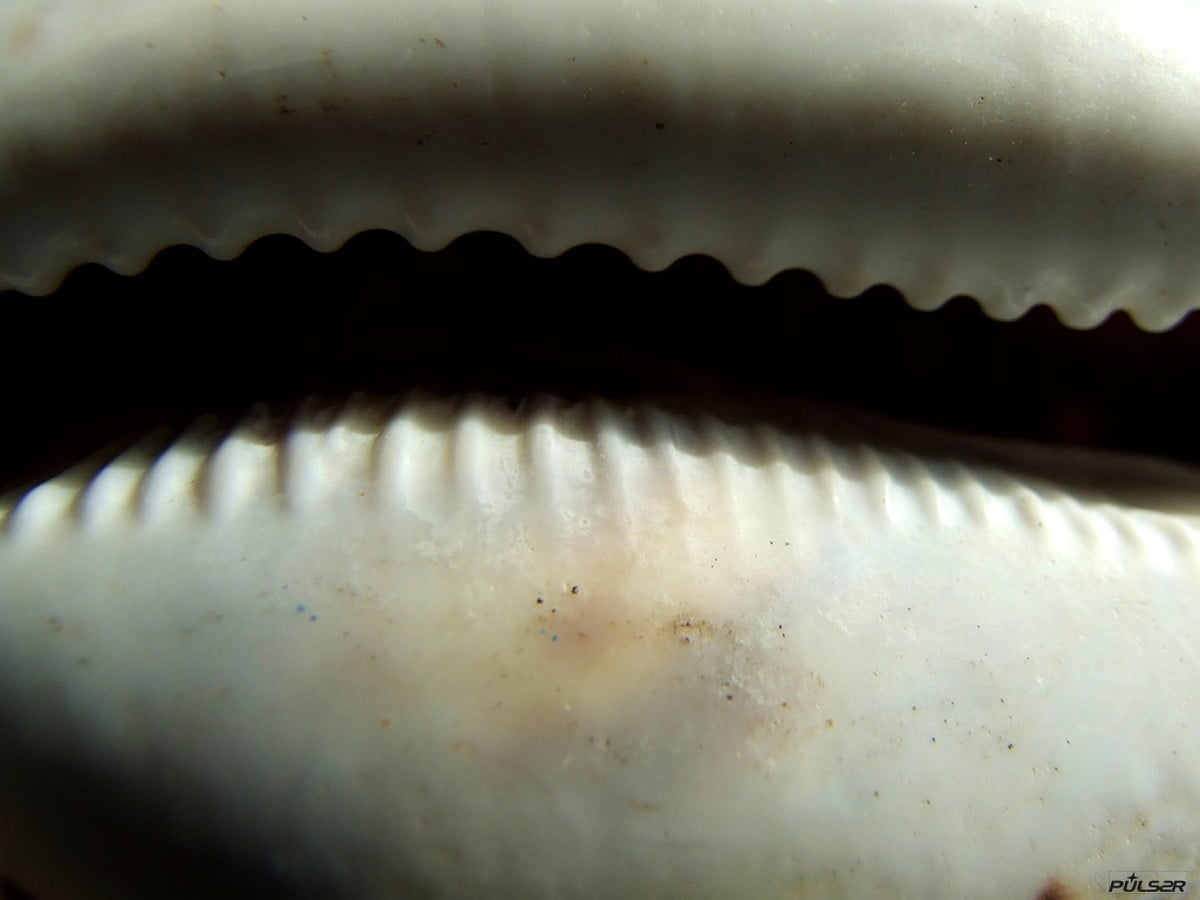 Cowrie wallpapers HD 🔥 Download Free backgrounds