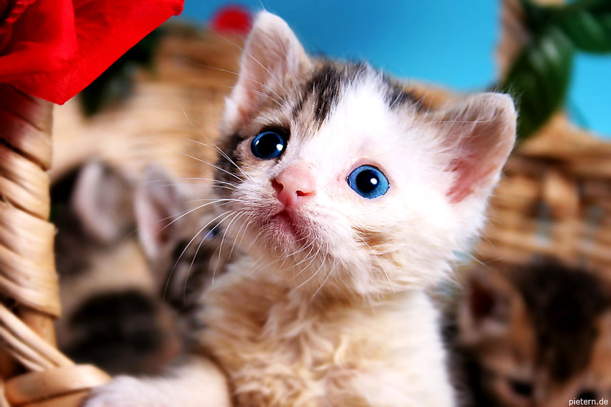 bakgrunnsbilde-katter-kattunger-kattunge-laste-ned-gratis