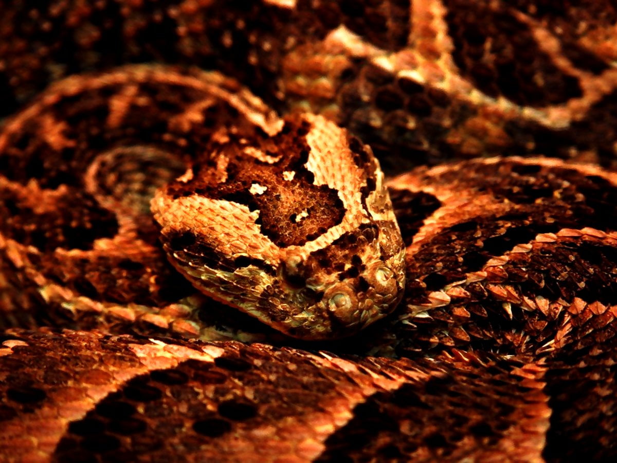 Serpent, reptile, sidewinder, vipère, animaux : images de fond