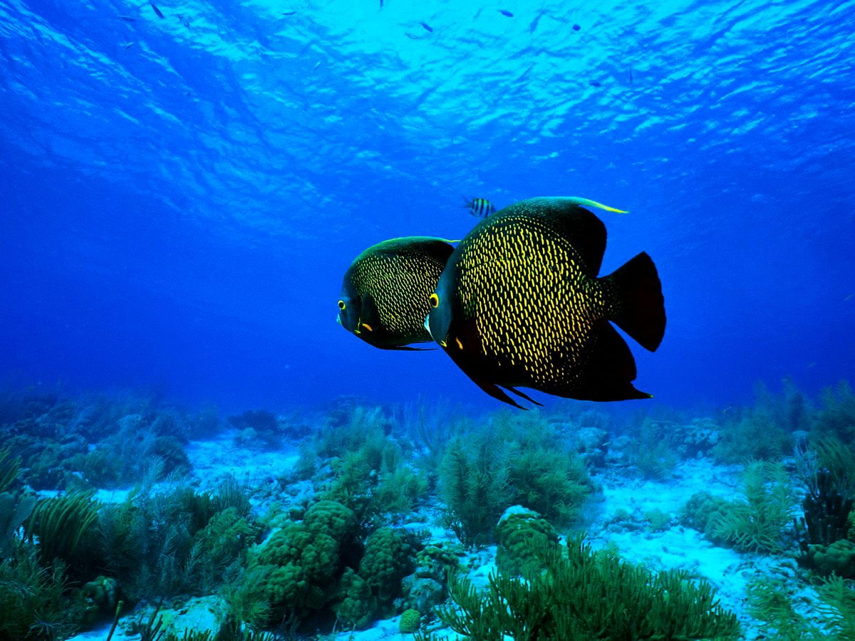 Poisson nageant sous l'eau : HD fond d'écran (1600x1200)