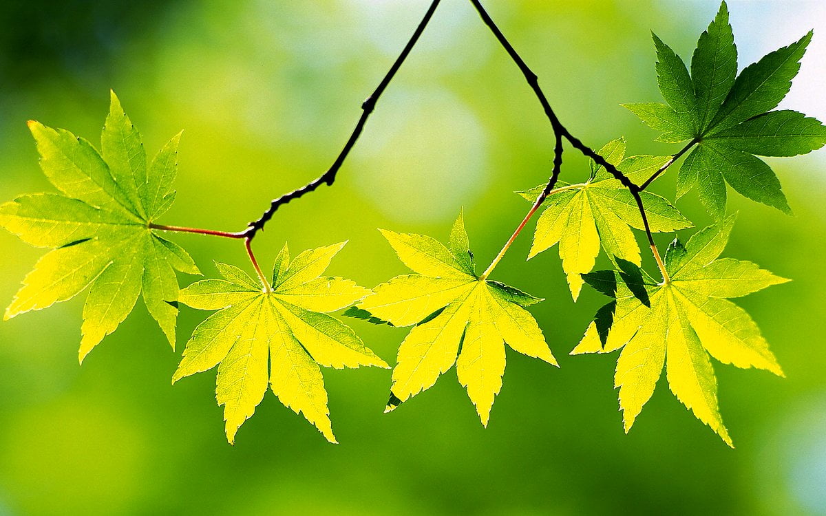 1600+ Fonds d'écran Verts HD |Télécharger Gratuitement