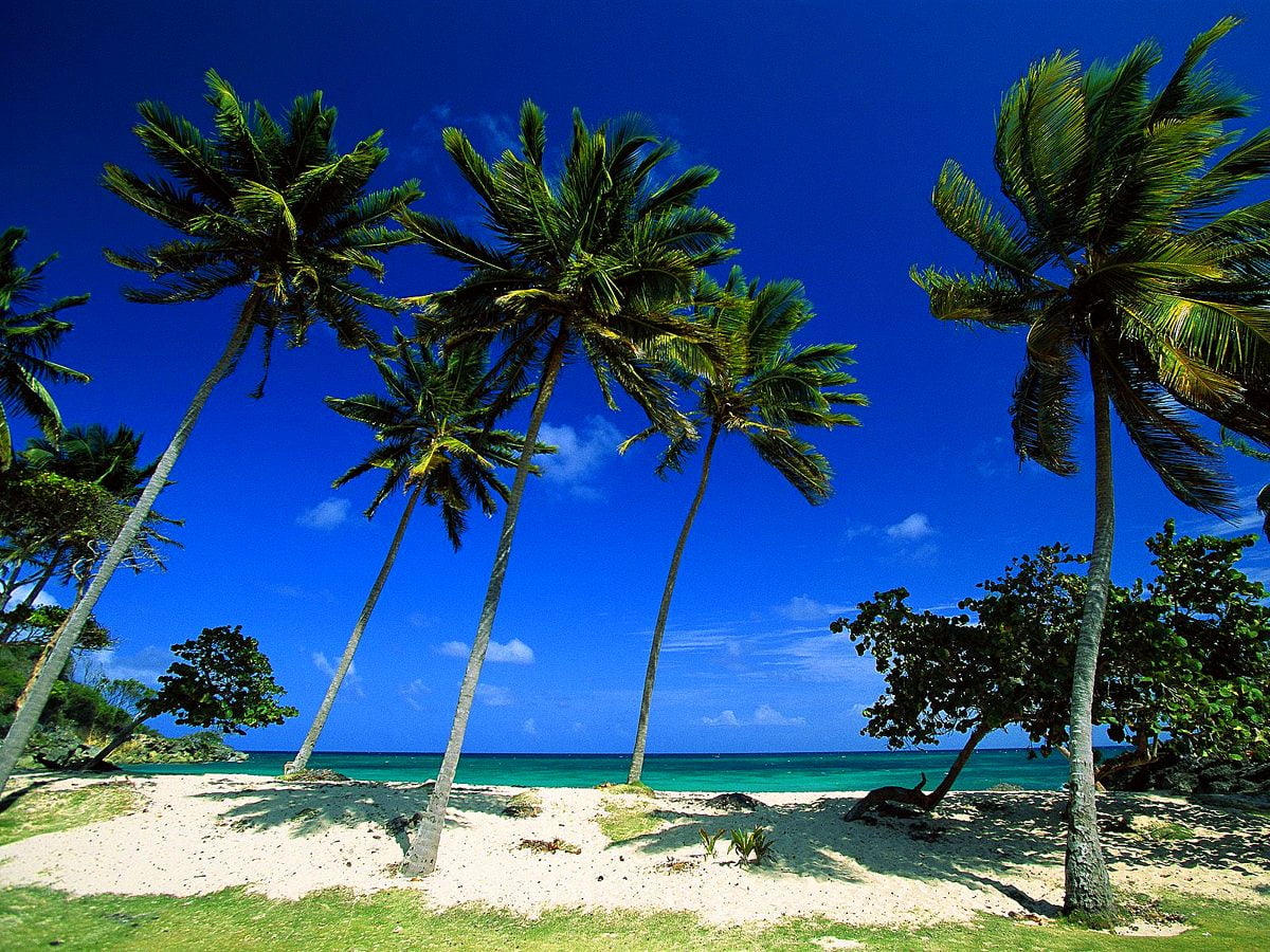 1600x1200 wallpapers - beach with palm tree