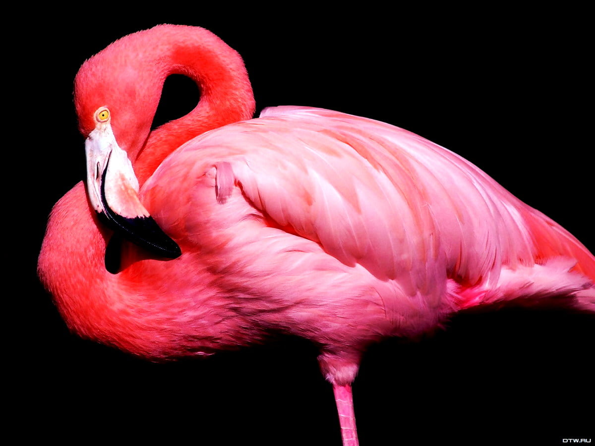 Pink flamingo standing next to bird : HD wallpaper (1600x1200)