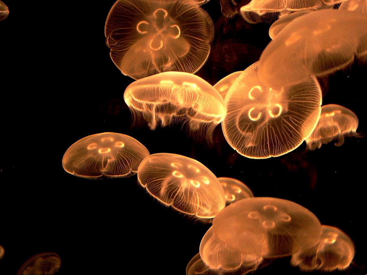 Méduse, animaux, aquarium, récif, plancton ()