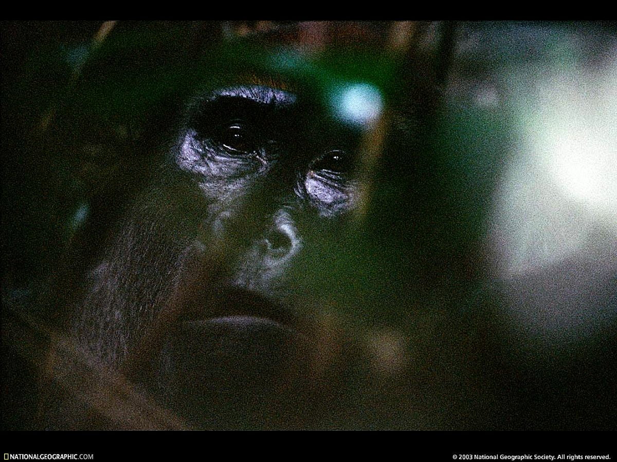 National Geographic, coup d'œil, Nat Geo, animaux, primate / gratuit image pour fond d'écran 1024x768