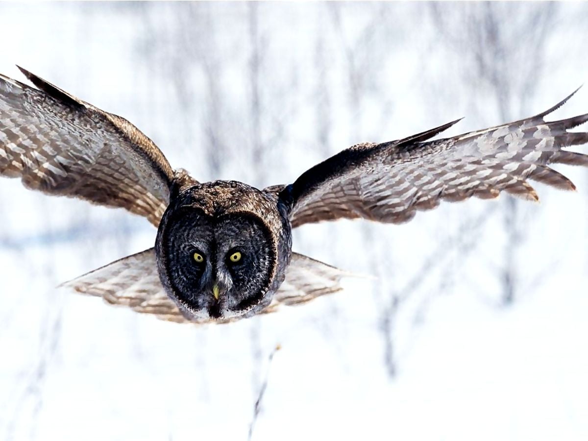 Background - bird on owl