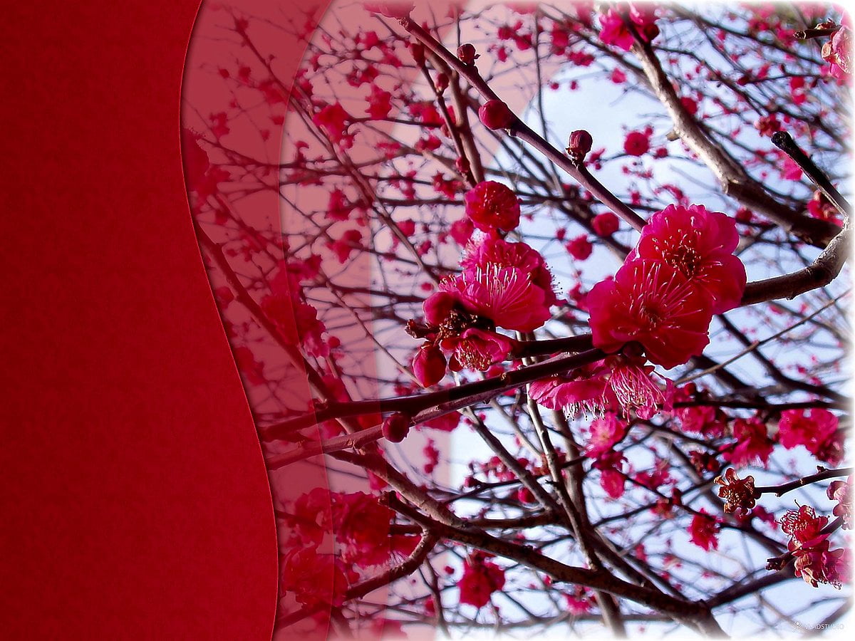 Background - pink, flowers, cherry blossom, blossom, magenta (Japan)