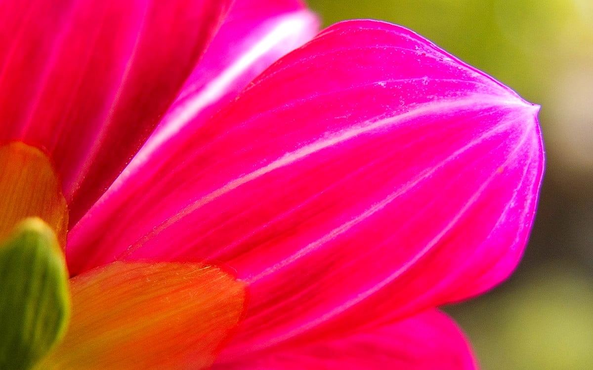 Imagen de fondo pretty Flores, Pétalo, De Color Rosa | Foto