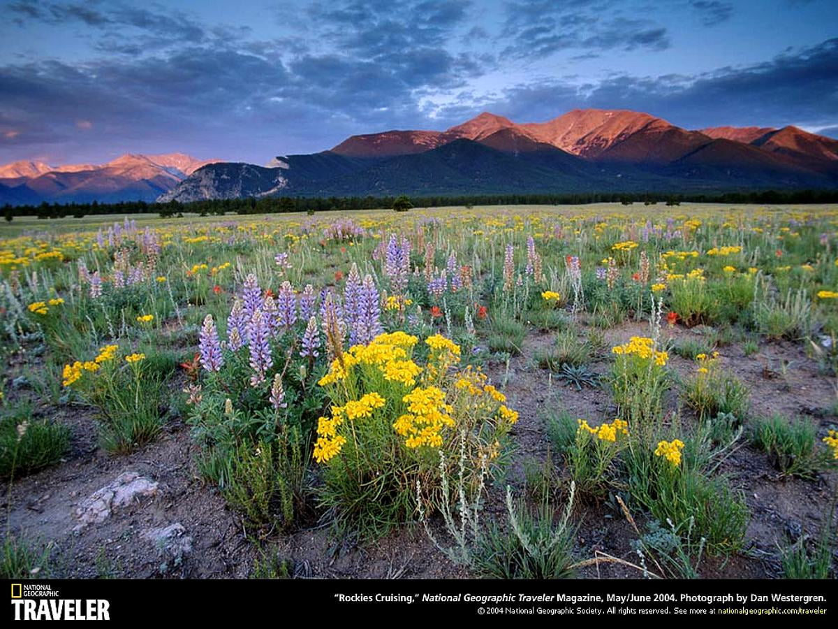 Fleur jaune dans le champ et la montagne : fond d'écran 1024x768