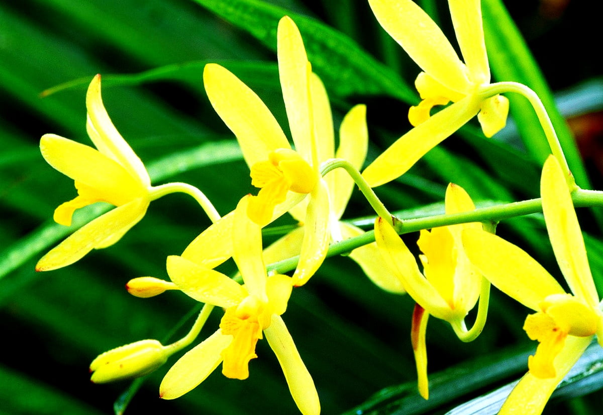 Yellow flower — background image (1600x1100)