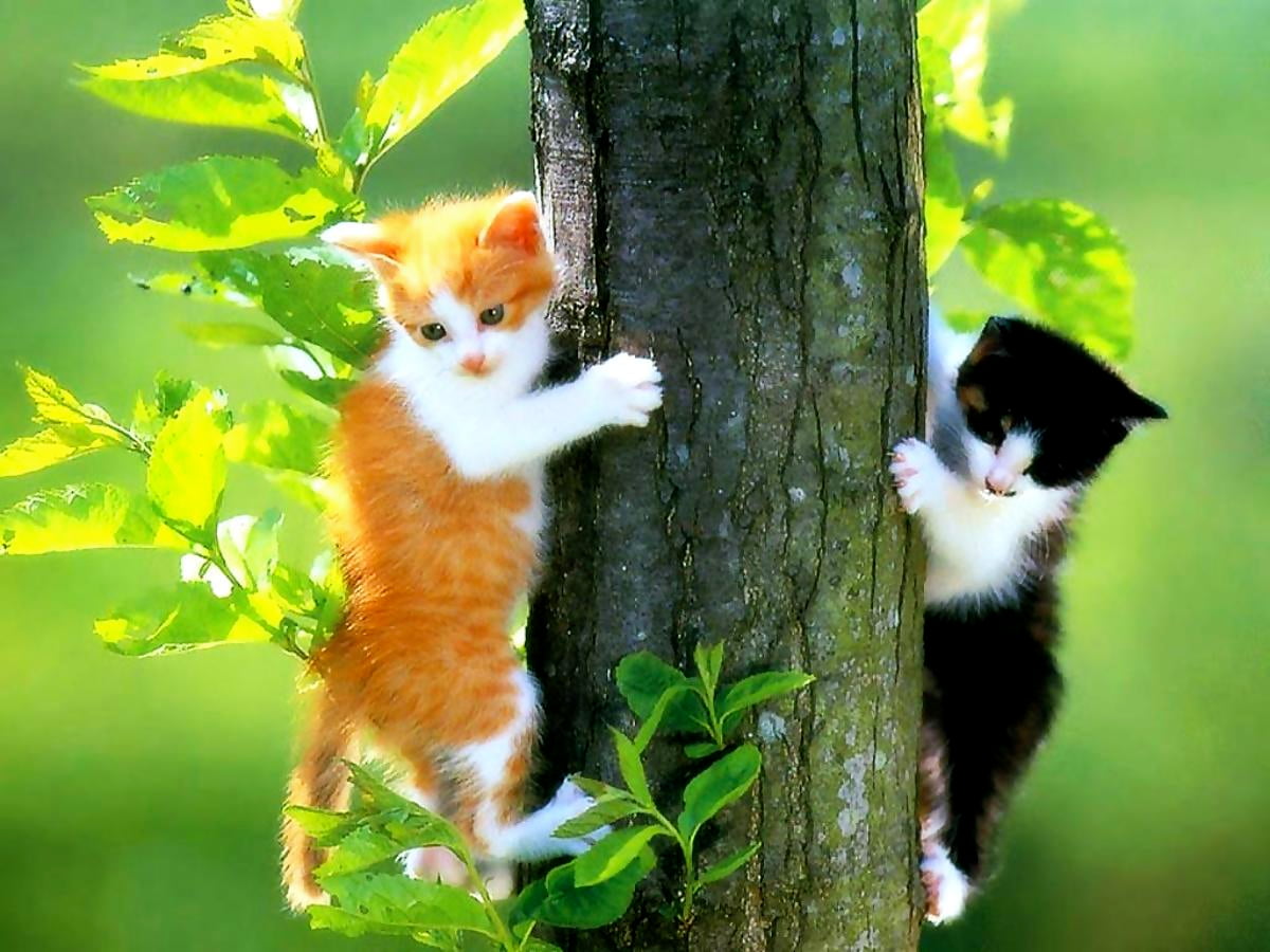 Cat on tree — wallpaper