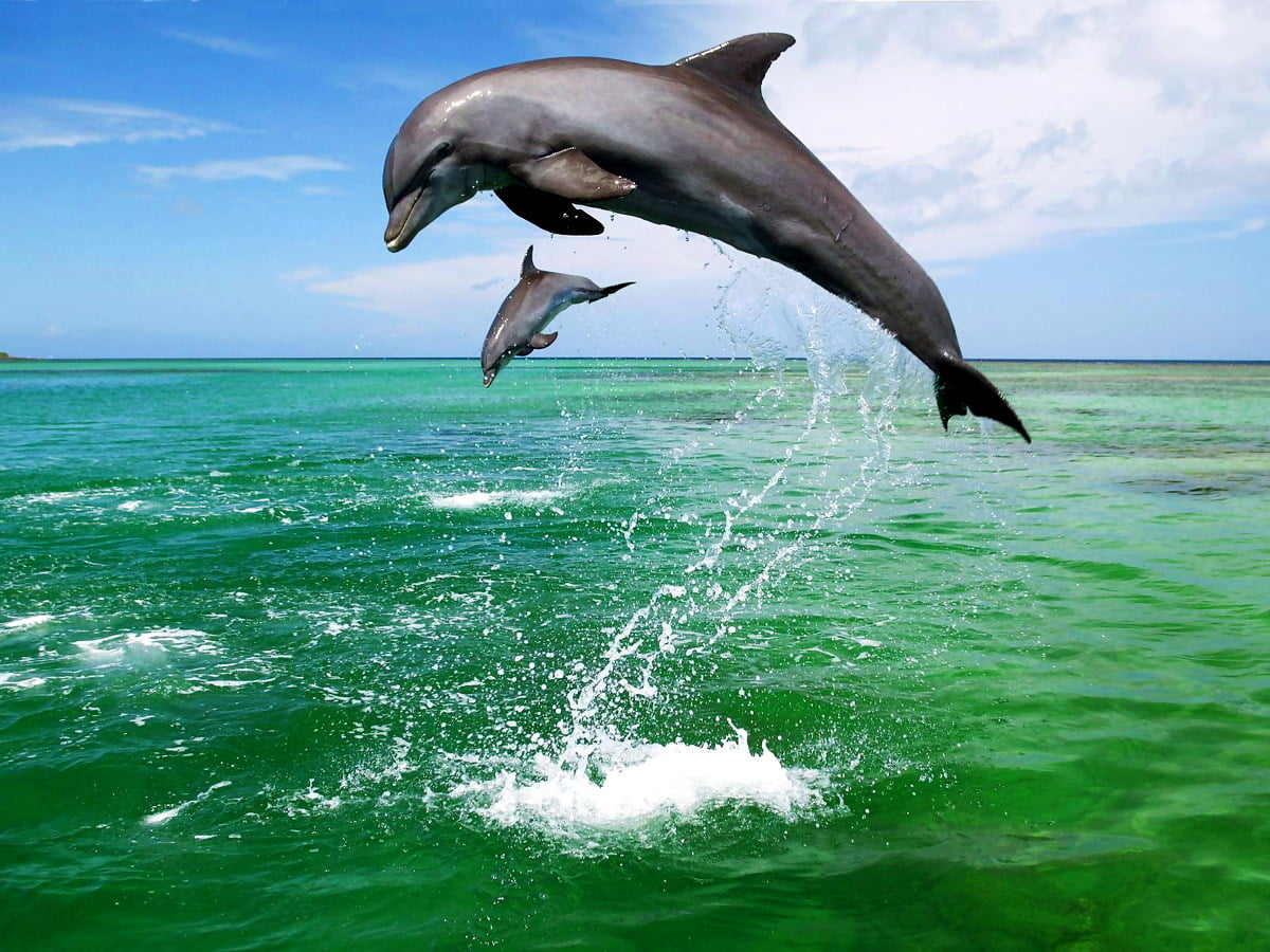 Gratuit photos d'arrière-plan HD - dauphin sautant hors de l'eau (1600x1200)