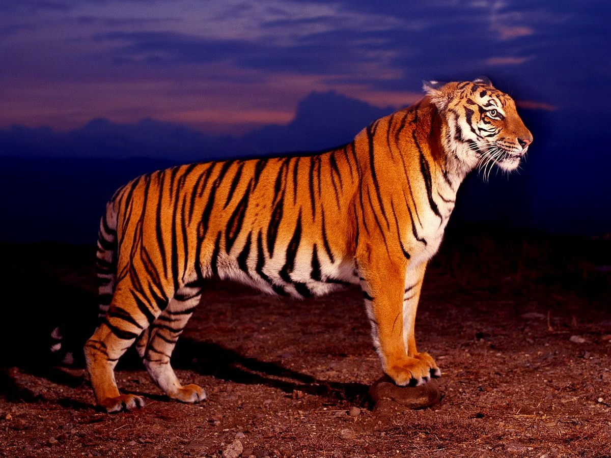 Tigre debout dans la saleté / gratuit image d'arrière-plan